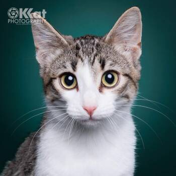Domestic Short Hair Cats Available for Adoption - Static | PetCurious