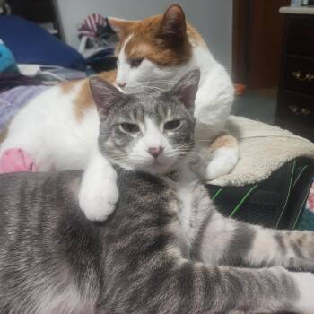 American Shorthair Cats Available for Adoption in South Elgin, Illinois - Bolt - Home To Home | PetCurious