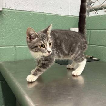 Tom -  Domestic Short Hair Cat for Adoption in Winston-salem, North Carolina - Tom | PetCurious