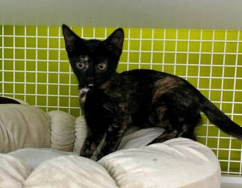 Rescue Domestic Short Hair Cats for Adoption in El Cajon, California - Quana | PetCurious