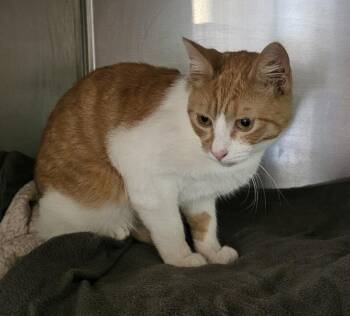 Domestic Short Hair Cats Available for Adoption - Kippy | PetCurious