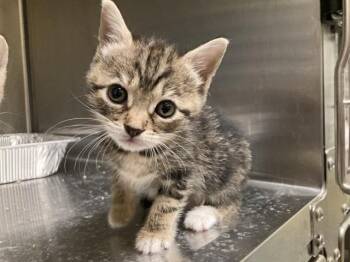 SKYLAR WHITE -  Domestic Short Hair Cat for Adoption in Tustin, California - SKYLAR WHITE | PetCurious