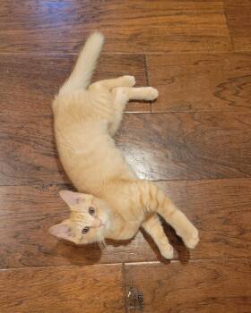 Zoey -  Tabby Cat for Adoption in Pawleys Island, South Carolina - Zoey | PetCurious