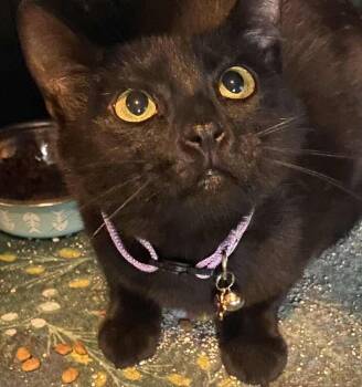 Rescue Domestic Short Hair Cats for Adoption in West Mifflin, Pennsylvania - Belladonna | PetCurious