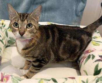 Domestic Short Hair Cats Available for Adoption in Richardson, Texas - Birdie | PetCurious
