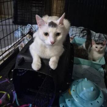 Dew Drop -  Domestic Short Hair Cat for Adoption in Keansburg, New Jersey - Dew Drop | PetCurious