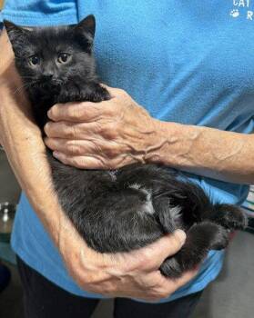 June -  Domestic Medium Hair Cat for Adoption in Apollo, Pennsylvania - June | PetCurious
