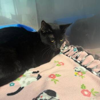 Poker -  Domestic Short Hair Cat for Adoption in Pittsburgh, Pennsylvania - Poker | PetCurious