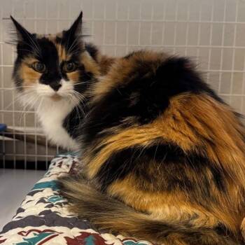 Autumn -  Domestic Long Hair Cat for Adoption in Medford, Oregon - Autumn | PetCurious