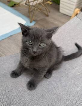 Sugarplum Baby -  Domestic Short Hair Cat for Adoption in San Jose, California - Sugarplum Baby | PetCurious