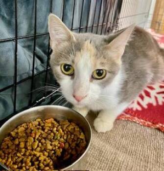 American Shorthair Cats Available for Adoption - Sabrina | PetCurious