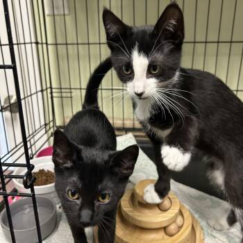 Pink and Floyd -  Domestic Short Hair Cat for Adoption in Cape May, New Jersey - Pink And Floyd | PetCurious