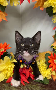 Rescue Domestic Short Hair Cats for Adoption in Picayune, Mississippi - Medusa | PetCurious