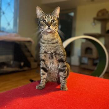 Rescue Domestic Short Hair Cats for Adoption in Tucson, Arizona - Malcolm | PetCurious