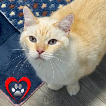 Domestic Short Hair Cats Available for Adoption in Fountain Hills, Arizona - Chippin | PetCurious