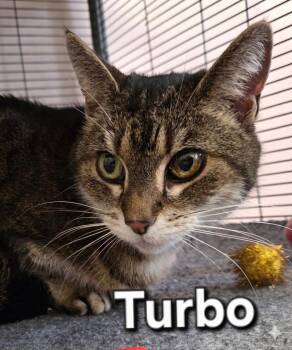 Domestic Short Hair Cats Available for Adoption in Rutherfordton, North Carolina - Turbo | PetCurious
