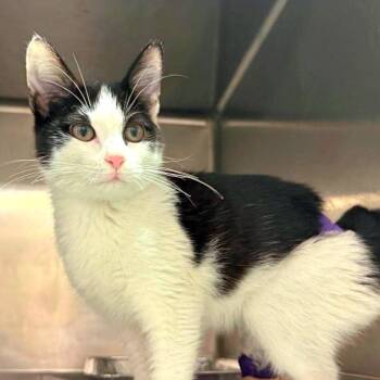 Vivian -  Domestic Short Hair Cat for Adoption in Chicago, Illinois - Vivian | PetCurious
