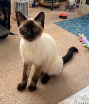 Kaya -  Siamese Cat for Adoption in Columbus, Ohio - Kaya | PetCurious