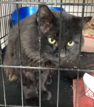Rescue Domestic Long Hair Cats for Adoption in Muskegon, Michigan - JOHN | PetCurious