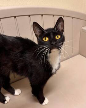 Domestic Short Hair Cats Available for Adoption in Sandusky, Ohio - MOCHA | PetCurious