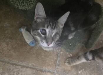 Freddy -  Domestic Short Hair Cat for Adoption in Glendale, Arizona - Freddy | PetCurious