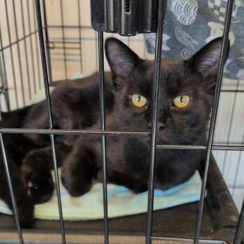 Dante -  Domestic Short Hair Cat for Adoption in Washington, District Of Columbia - Dante | PetCurious