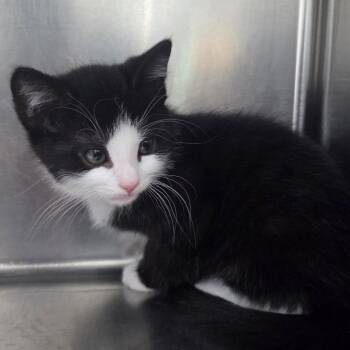 Yore -  Domestic Short Hair Cat for Adoption in Newark, New Jersey - Yore | PetCurious