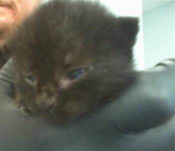NIKKI -  Domestic Short Hair Cat for Adoption in Charlotte, North Carolina - NIKKI | PetCurious