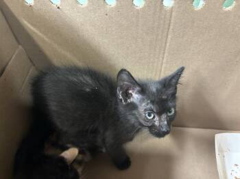 Rescue Domestic Short Hair Cats for Adoption in Grand Prairie, Texas - JACK ORANGE | PetCurious