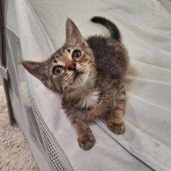 Finley -  Domestic Short Hair Cat for Adoption in Fairfax Station, Virginia - Finley | PetCurious