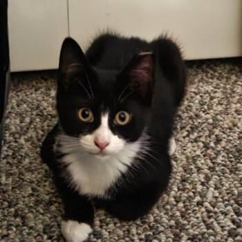 Daisy -  American Shorthair Cat for Adoption in Oceanside, New York - Daisy | PetCurious