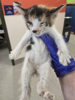 CAGNEY -  Domestic Short Hair Cat for Adoption in Louisville, Kentucky - CAGNEY | PetCurious