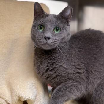Rescue Domestic Short Hair Cats for Adoption in York, Pennsylvania - Allosaurus | PetCurious