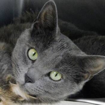 Rescue Domestic Short Hair Cats for Adoption in Canton, Illinois - Freya | PetCurious