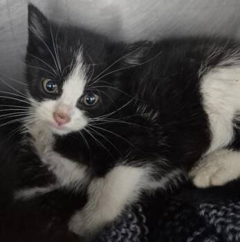 Vesper -  Domestic Short Hair Cat for Adoption in Simcoe, Ontario - Vesper | PetCurious