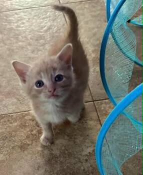 Lincoln -  Domestic Short Hair Cat for Adoption in Urbandale, Iowa - Lincoln | PetCurious