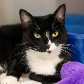 Gloves (Stella) -  Domestic Short Hair Cat for Adoption in Goleta, California - Gloves (Stella) | PetCurious