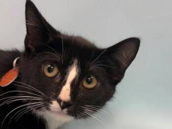 Miles -  Domestic Short Hair Cat for Adoption in Woodbury, Minnesota - Miles | PetCurious