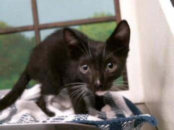 SARA -  Domestic Short Hair Cat for Adoption in Houston, Texas - SARA | PetCurious