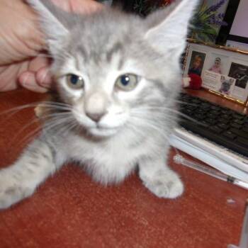 Domestic Short Hair Cats Available for Adoption in Milton, Florida - FI FI | PetCurious