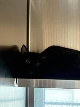 Petra -  Domestic Short Hair Cat for Adoption in Stratham, New Hampshire - Petra | PetCurious