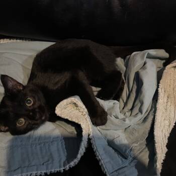 Rescue Domestic Short Hair Cats for Adoption in Bismarck, North Dakota - Cass | PetCurious