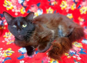 Domestic Short Hair Cats Available for Adoption - Ramona | PetCurious