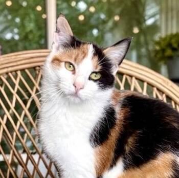 Calico Cats Available for Adoption in Perry, Iowa - Twix | PetCurious