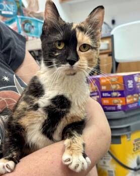 Cornflake -  Domestic Short Hair Cat for Adoption in Pocatello, Idaho - Cornflake | PetCurious
