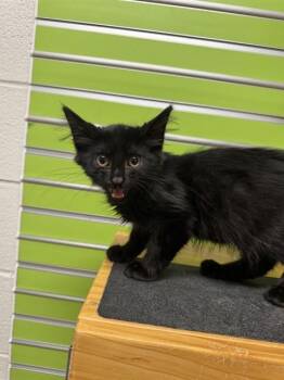 CAPTAIN HOOK -  Domestic Long Hair Cat for Adoption in St. Peters, Missouri - CAPTAIN HOOK | PetCurious