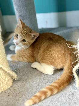 Rescue Tabby Cats for Adoption in Scottsburg, Indiana - Rumpke | PetCurious