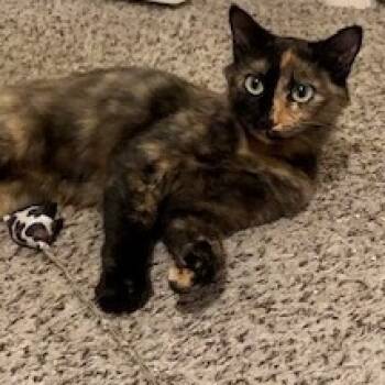 Rescue Domestic Medium Hair Cats for Adoption in Jupiter, Florida - Princess Kitty | PetCurious