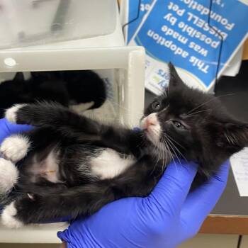 Domestic Short Hair Cats Available for Adoption in Columbus, Georgia - 05/02/2026-Stray-HamiltonRoad-1 | PetCurious