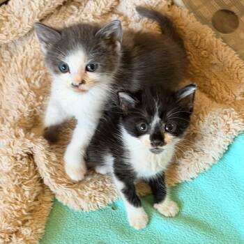 Inky -  Domestic Short Hair Cat for Adoption in Jupiter, Florida - Inky | PetCurious